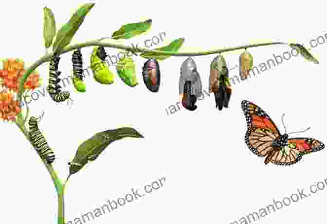 A Caterpillar Emerging From A Cocoon, Symbolizing The Transformative Journey Of Growth Awakening To Your Life Volume 8