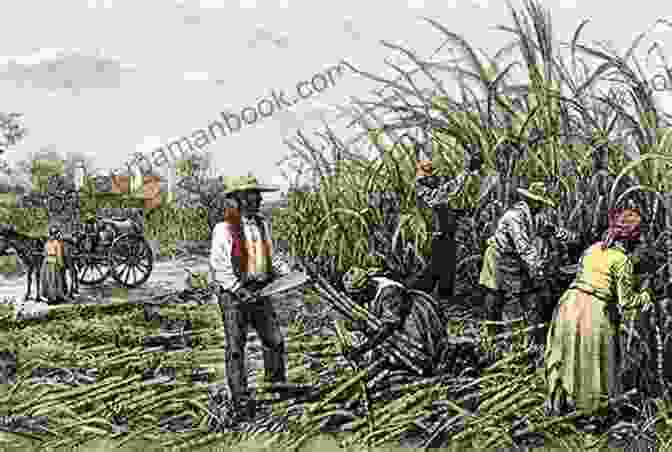 A Historical Image Of A Sugar Plantation In Haiti, Showcasing The Vast Fields Of Sugarcane And The Slave Labor Force The History Of Haiti And The Sugar Plantations: Sugar And Saint Domingue