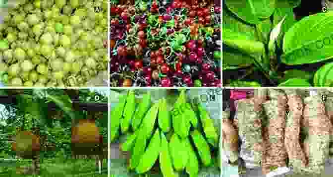A Potato Plant North American Cornucopia: Top 100 Indigenous Food Plants
