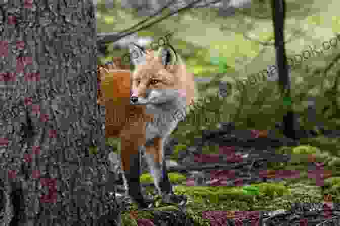A Sly Fox Peers Out From Behind A Tree, Its Eyes Glowing With Intelligence. On Foxes And Free Art: An Autopsy Of The Haiku